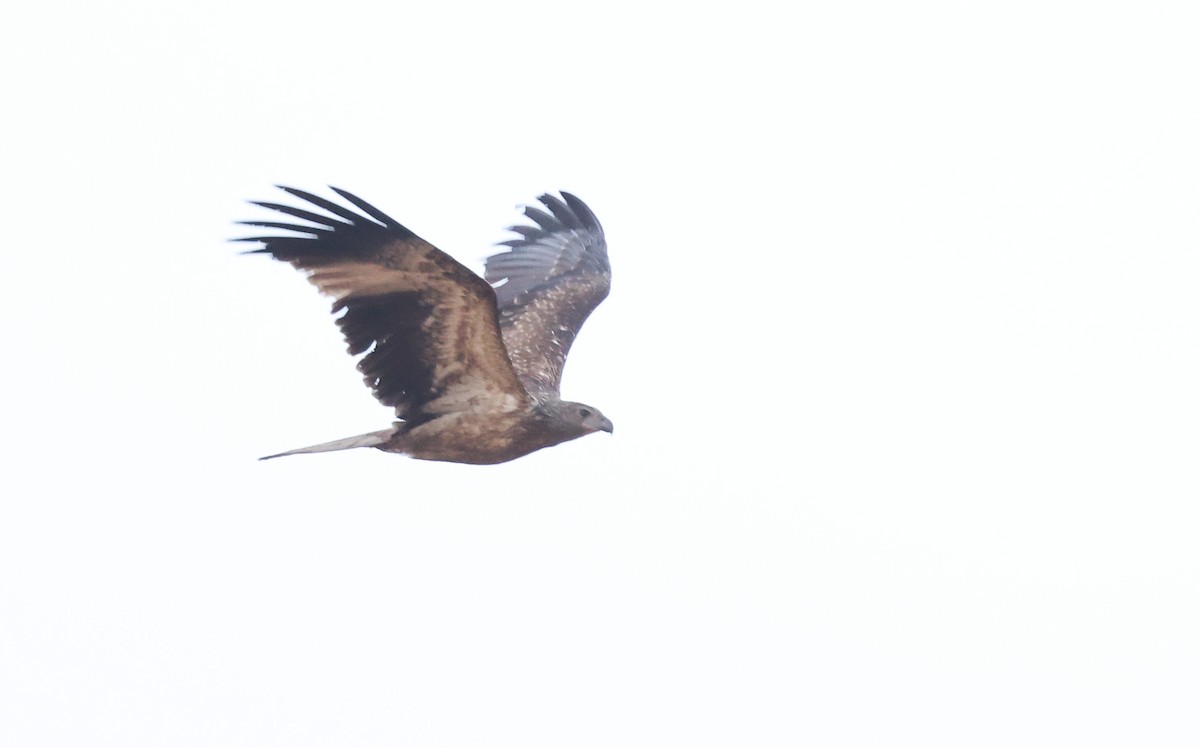 Whistling Kite - ML611148037