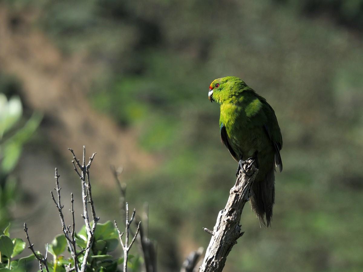 Chatham Islands Parakeet - ML611148070