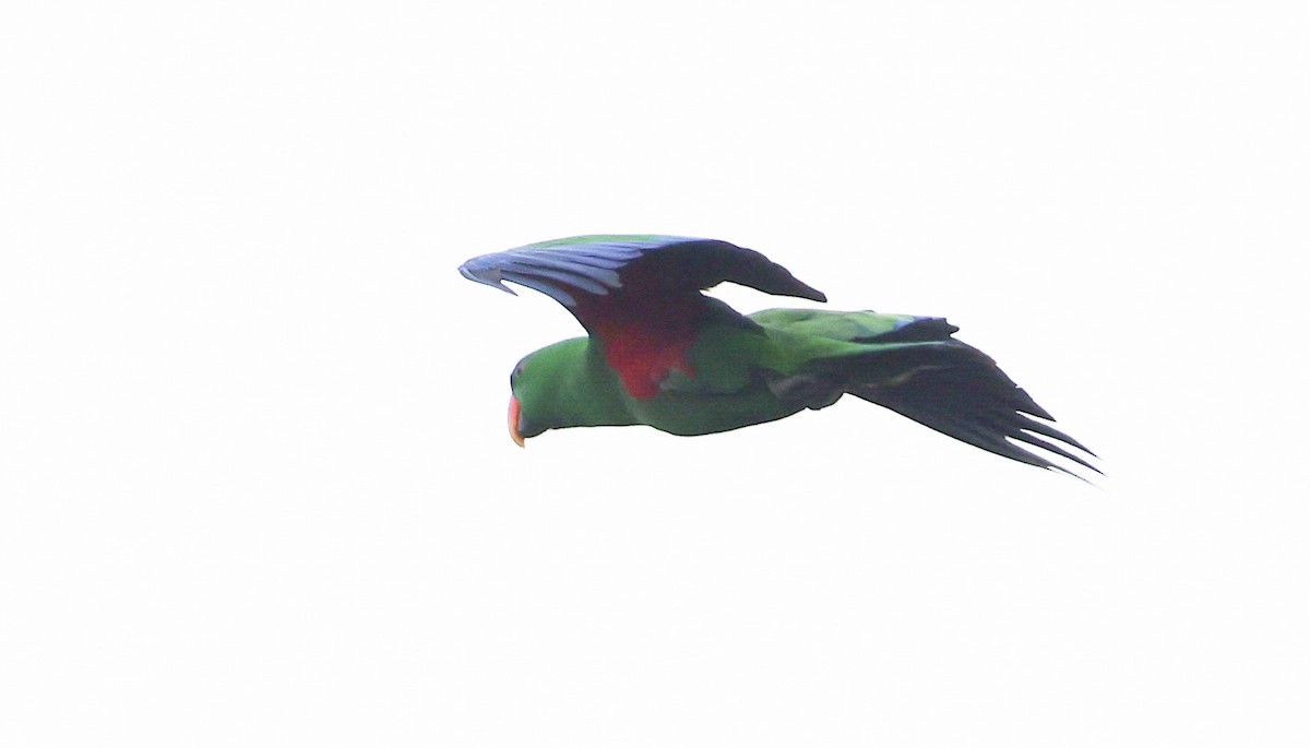 Papuan Eclectus - ML611148074