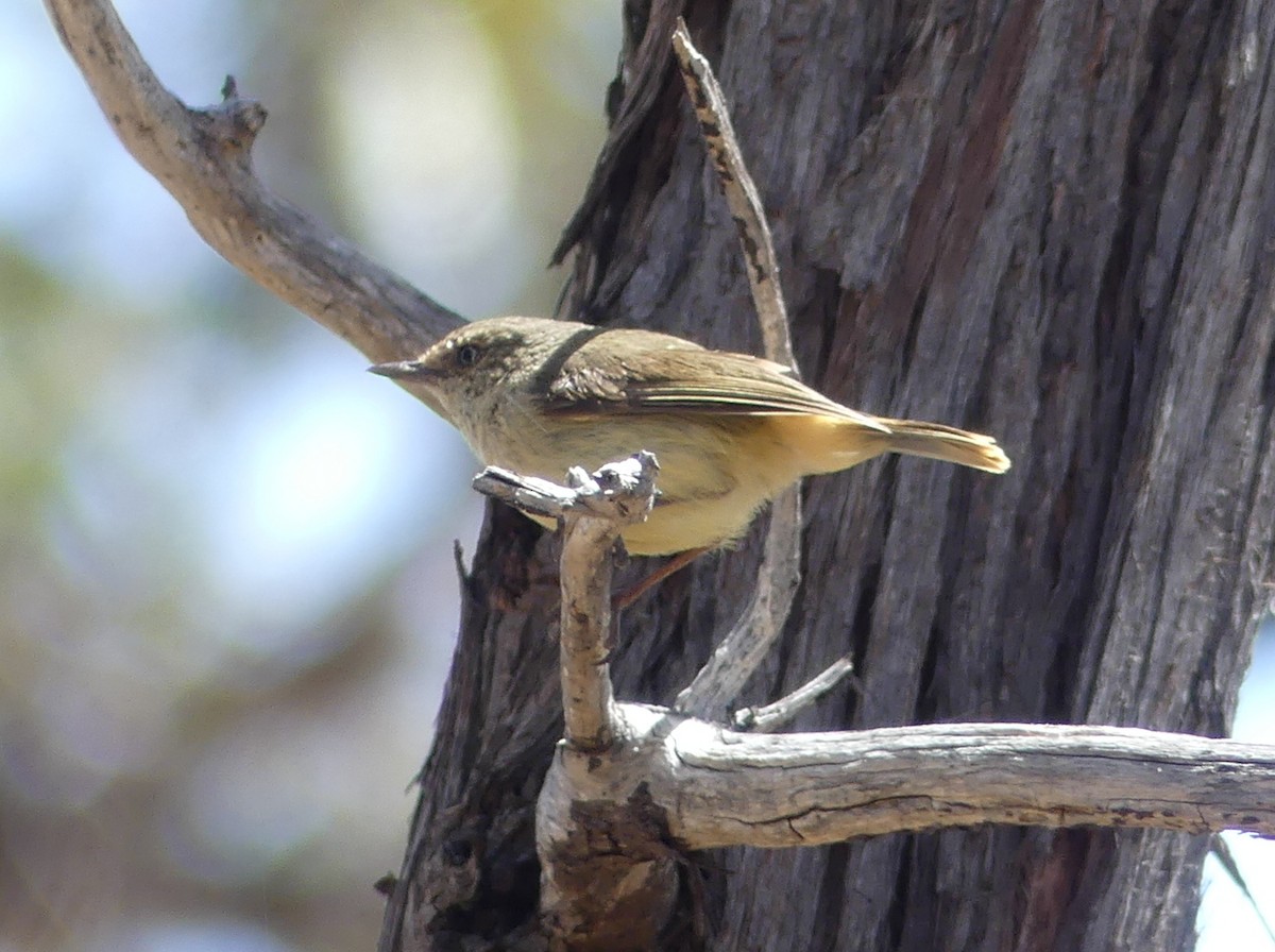 Buff-rumped Thornbill - ML611148105