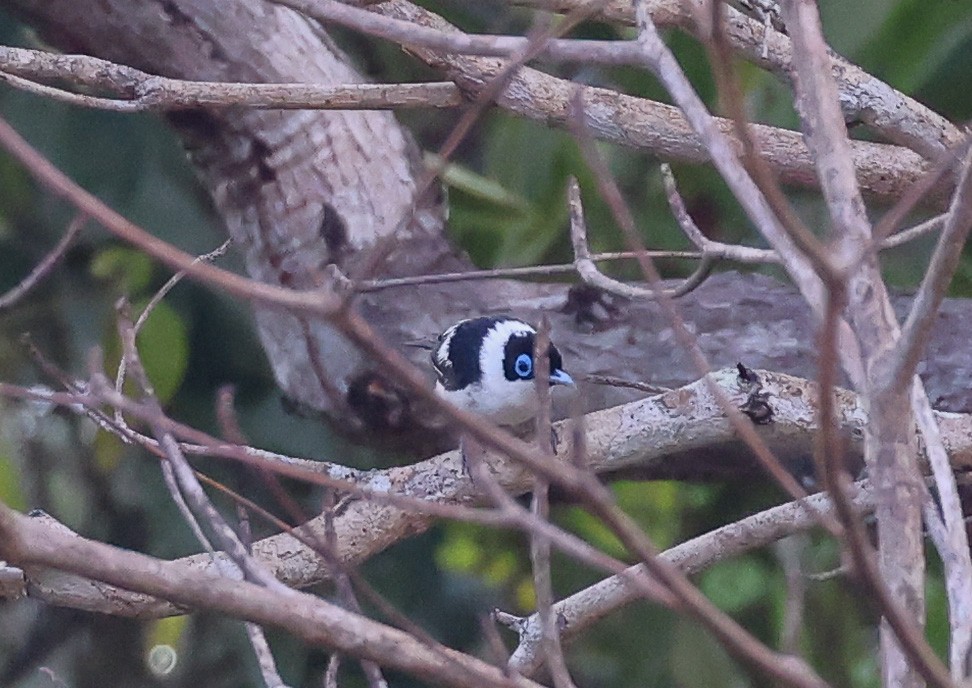 Frill-necked Monarch - ML611148106