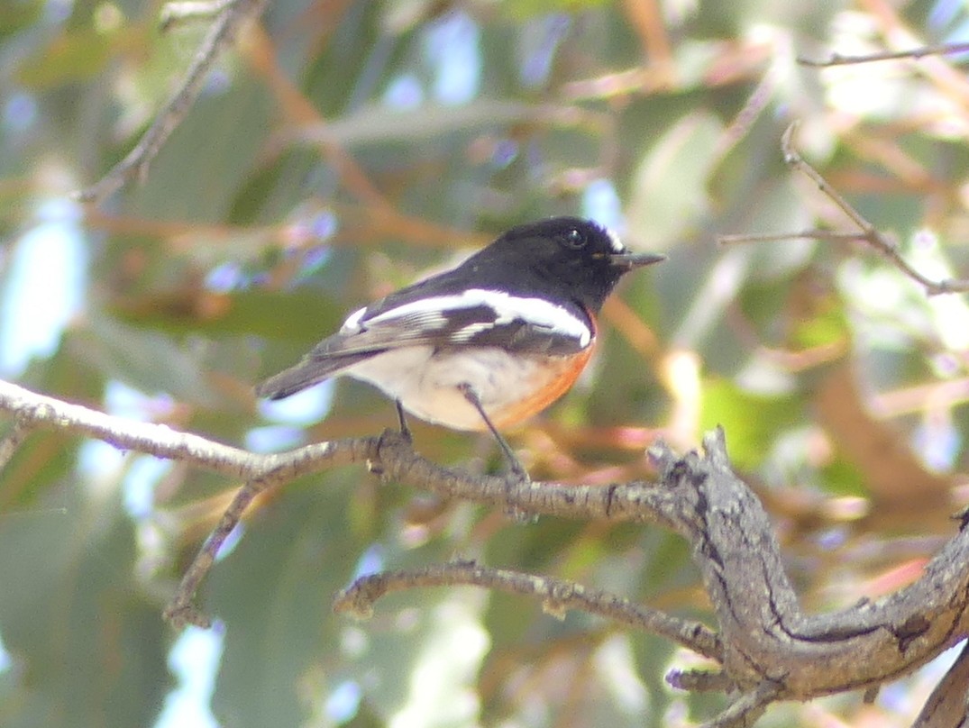 Scarlet Robin - Peter Yendle