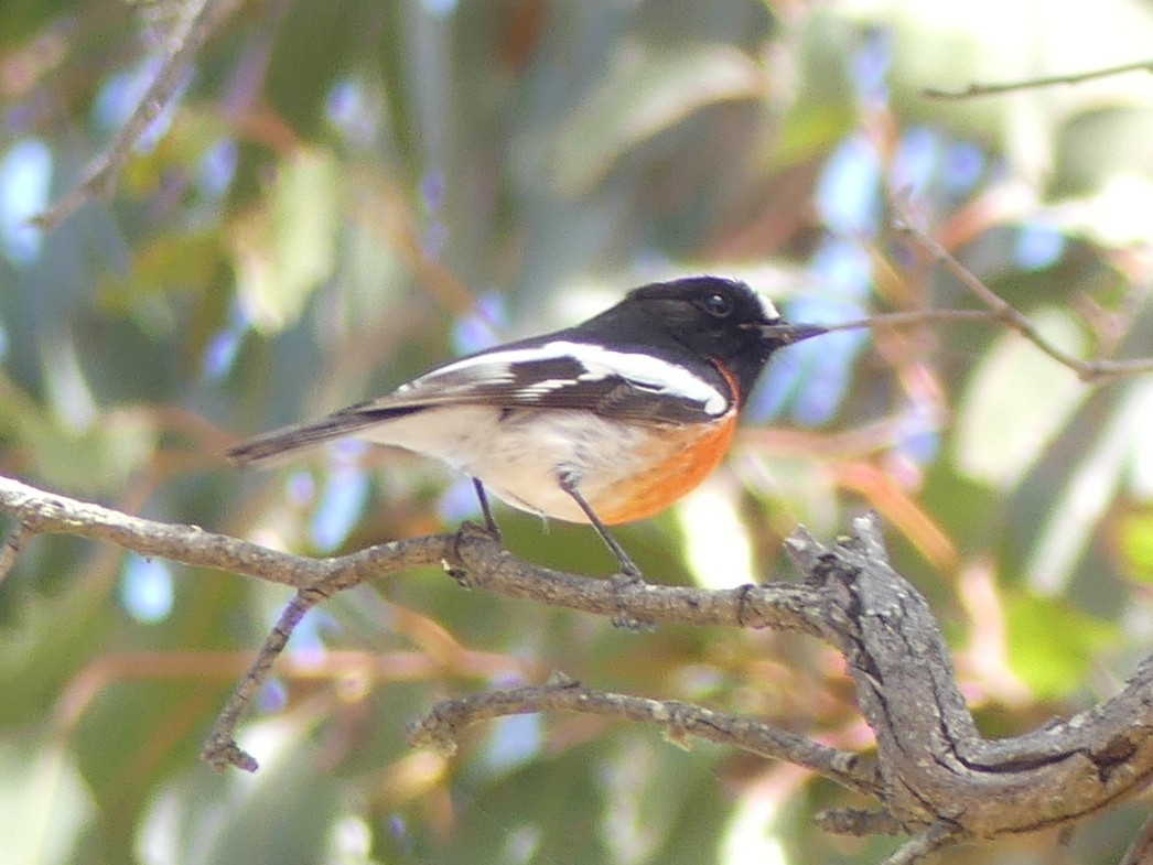 Scarlet Robin - Peter Yendle