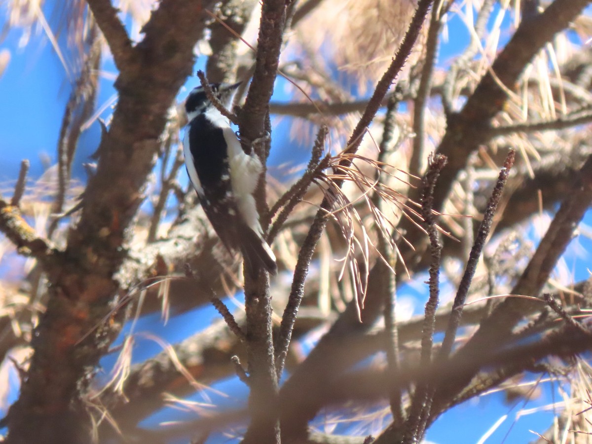 Downy Woodpecker (Rocky Mts.) - ML611148125