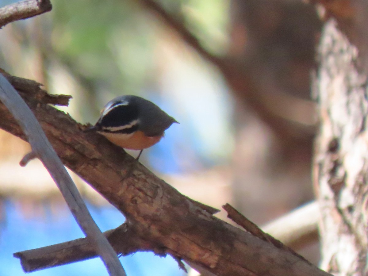 Red-breasted Nuthatch - ML611148129