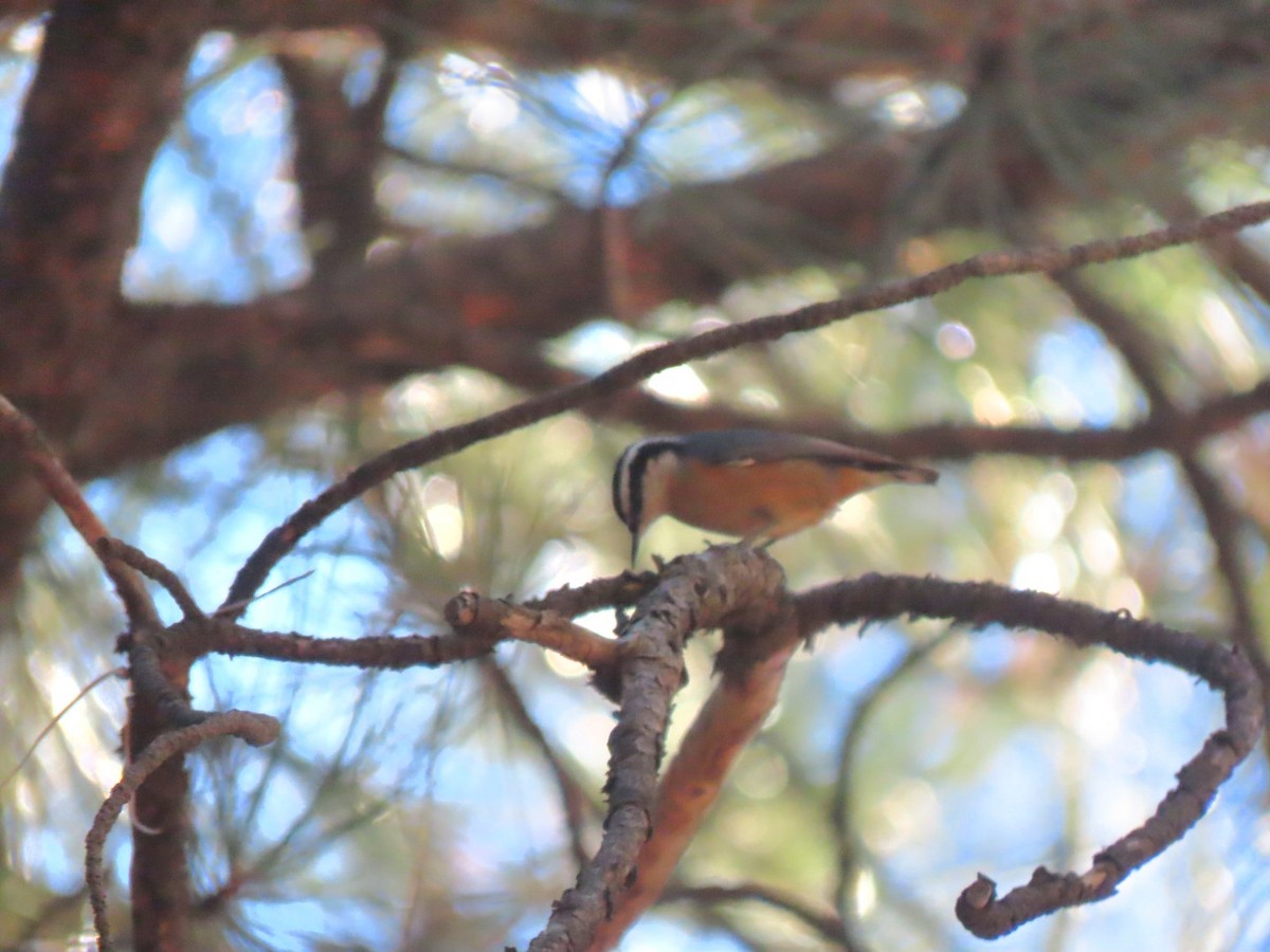 Red-breasted Nuthatch - ML611148131