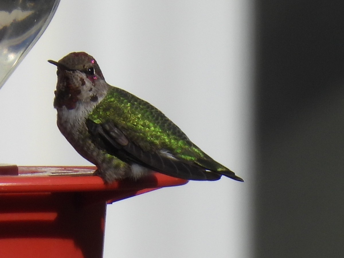 Anna's Hummingbird - Anonymous