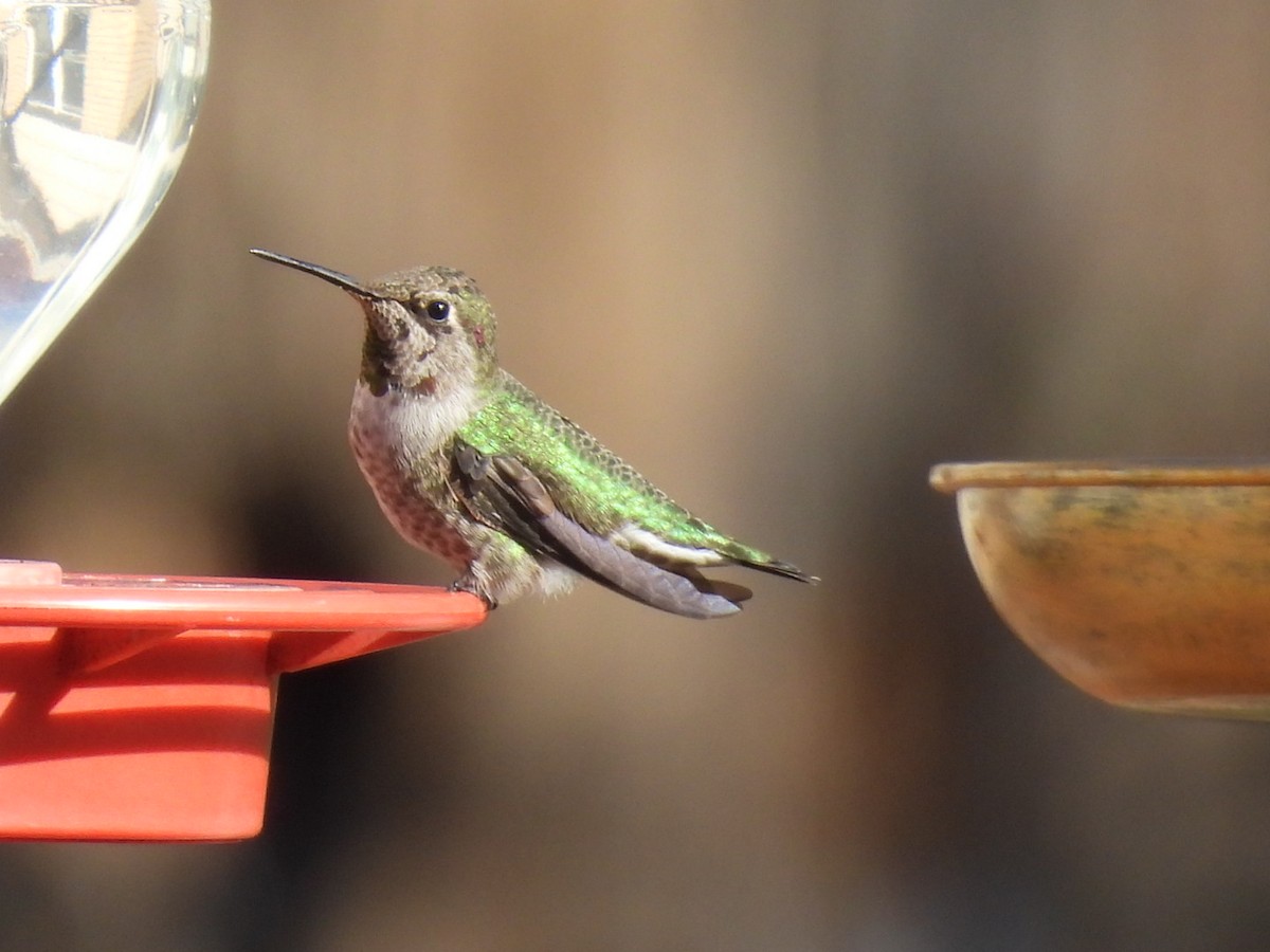 Anna's Hummingbird - Anonymous