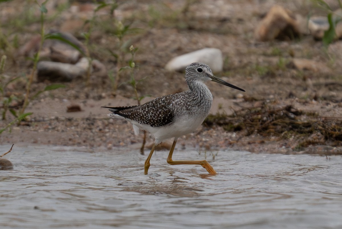 Greater Yellowlegs - Yaodi F