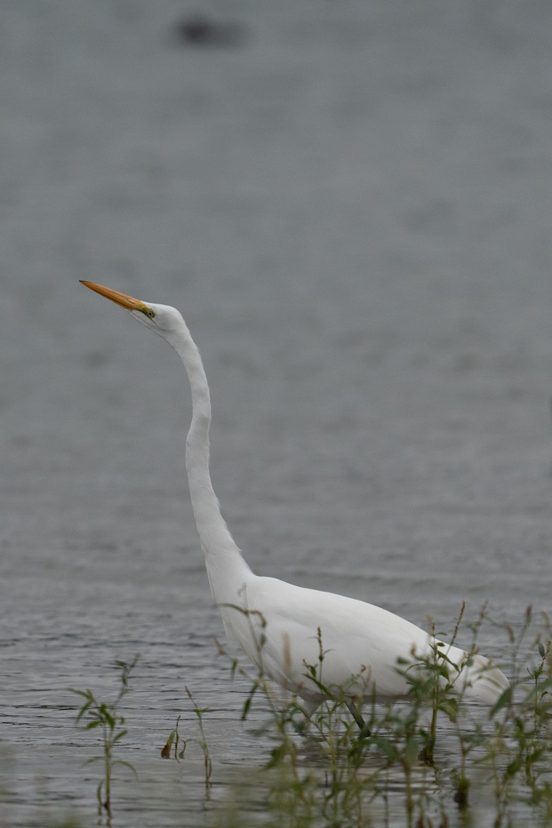 Great Egret - Yaodi F