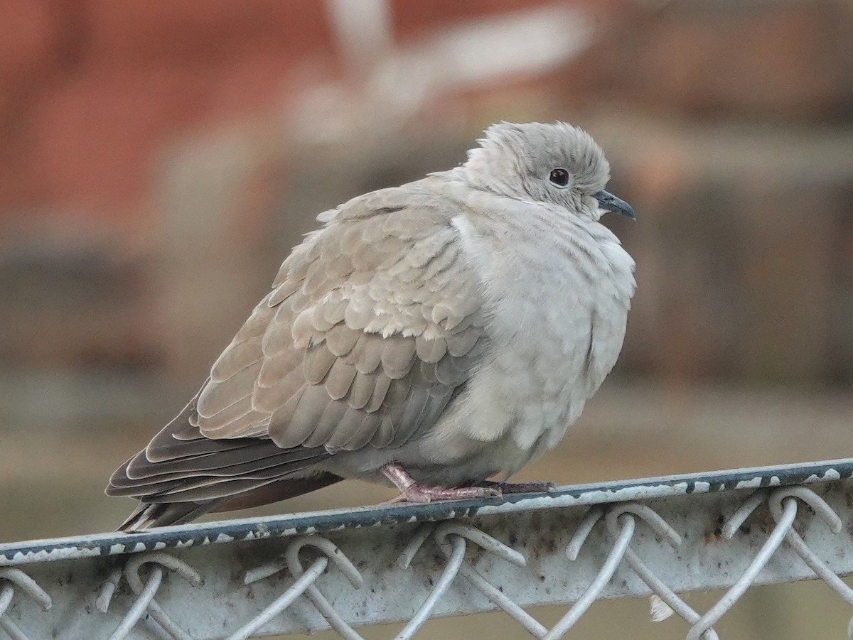 Eurasian Collared-Dove - ML611148459