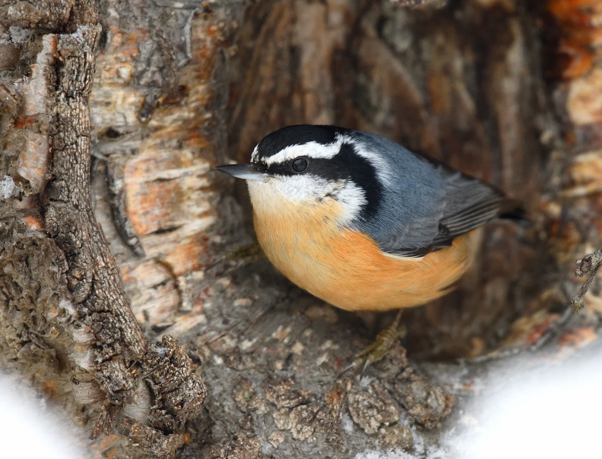 Red-breasted Nuthatch - ML611148499