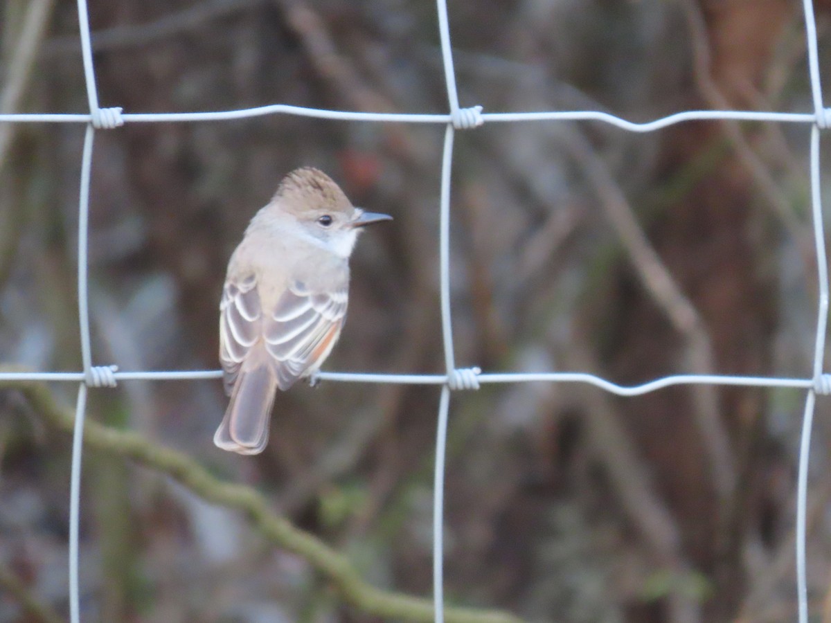 Ash-throated Flycatcher - Ray Duffy