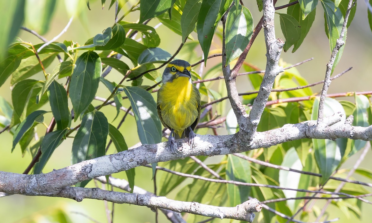 Slaty-capped Shrike-Vireo (Slaty-capped) - ML611148632