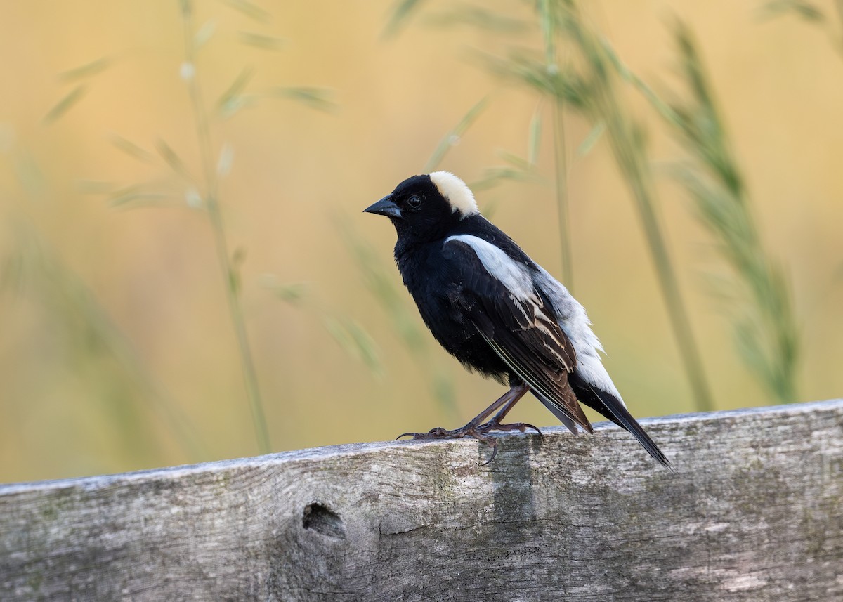 Bobolink - Joe Mahaffey