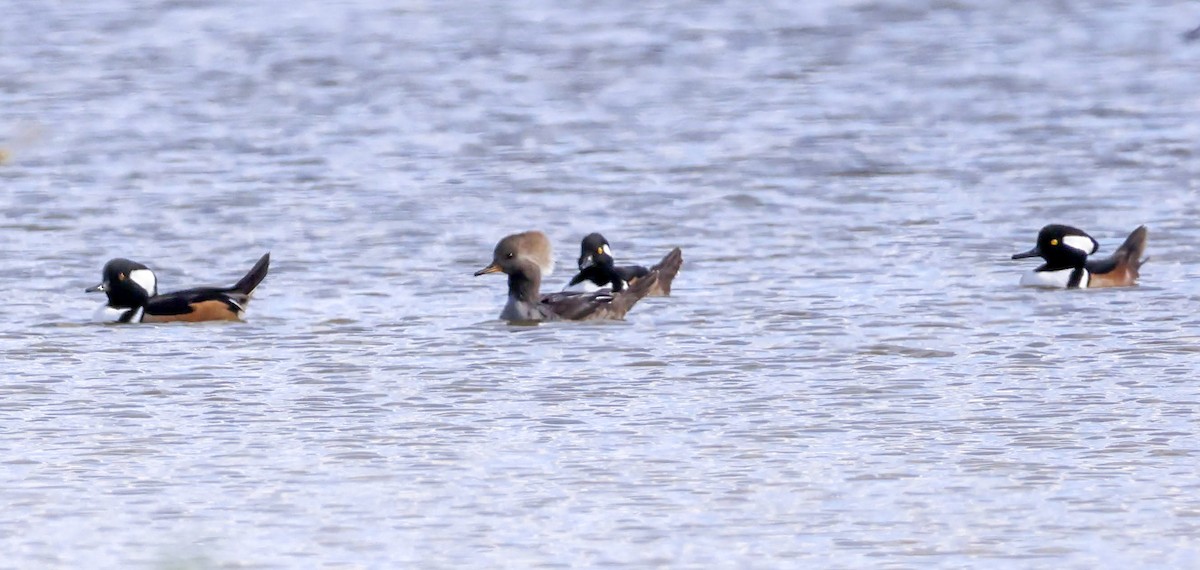 Hooded Merganser - ML611148719