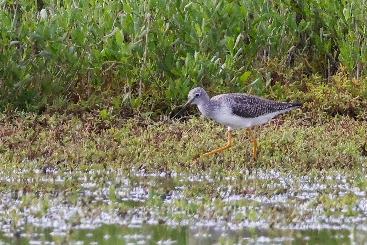 Greater Yellowlegs - Parker Marsh