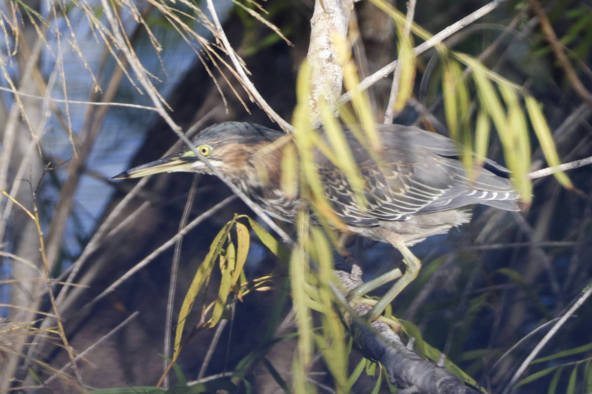 Green Heron - ML611148749