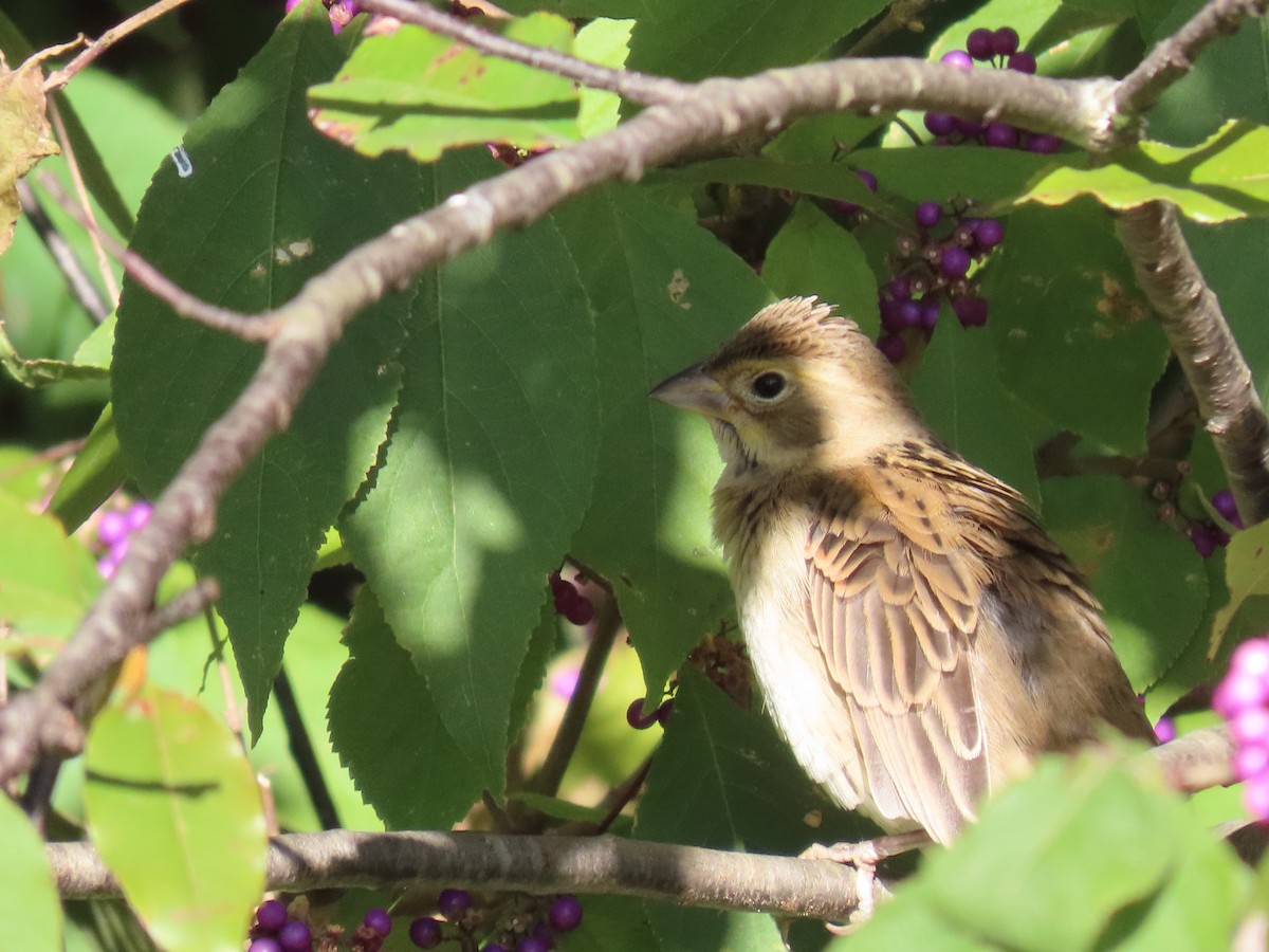 Dickcissel - ML611148750