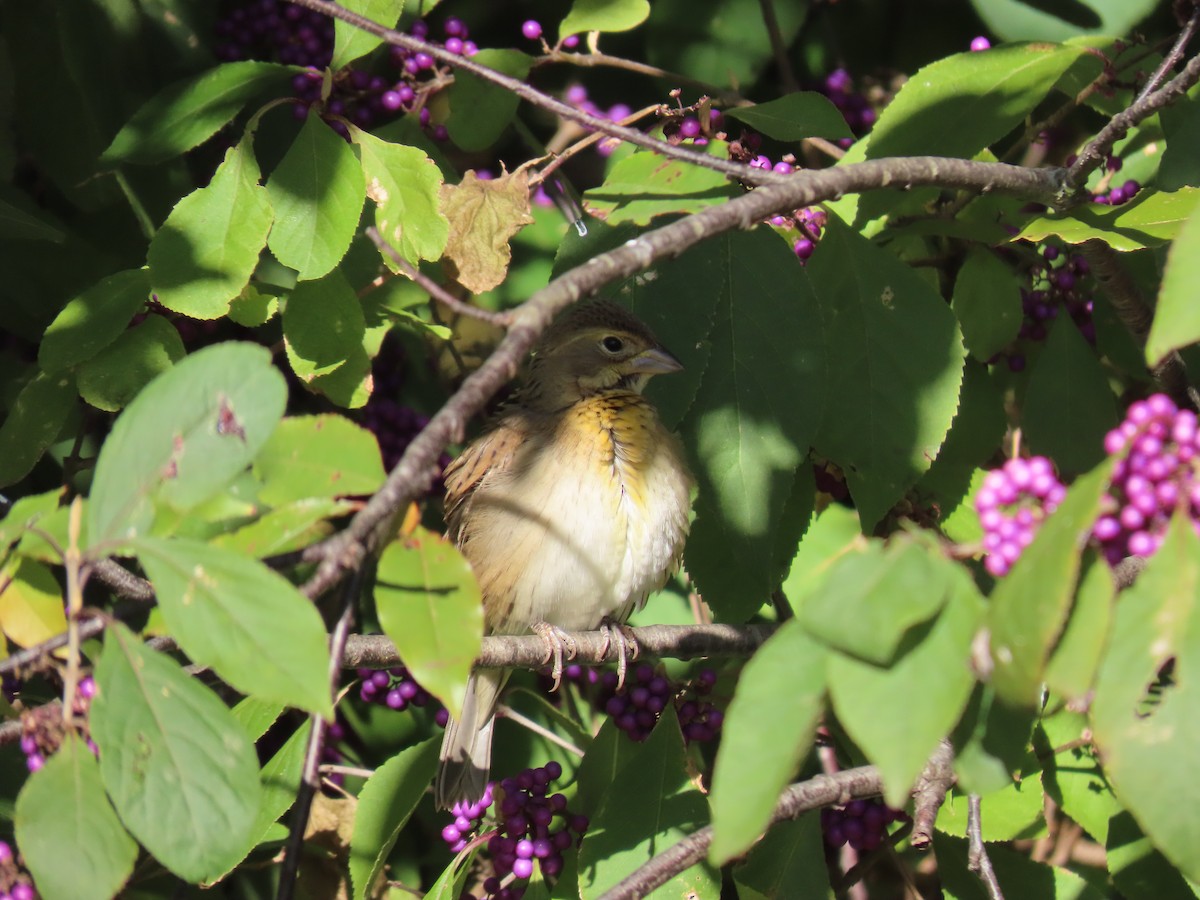 Dickcissel - ML611148751