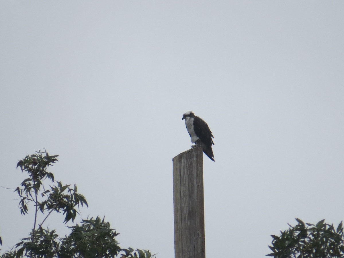 Osprey - fernando mondaca