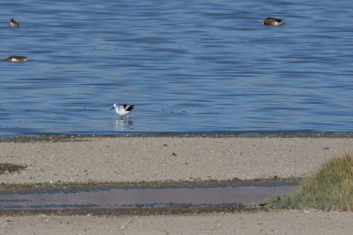 American Avocet - ML611148781