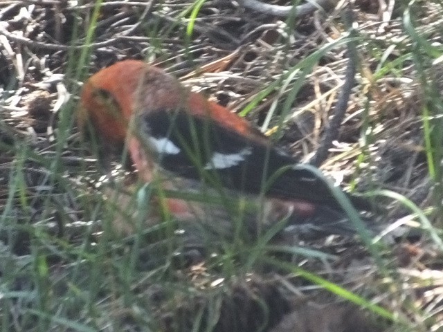 White-winged Crossbill - ML611148825