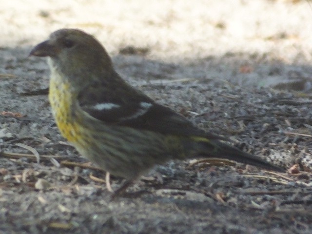 White-winged Crossbill - ML611148827