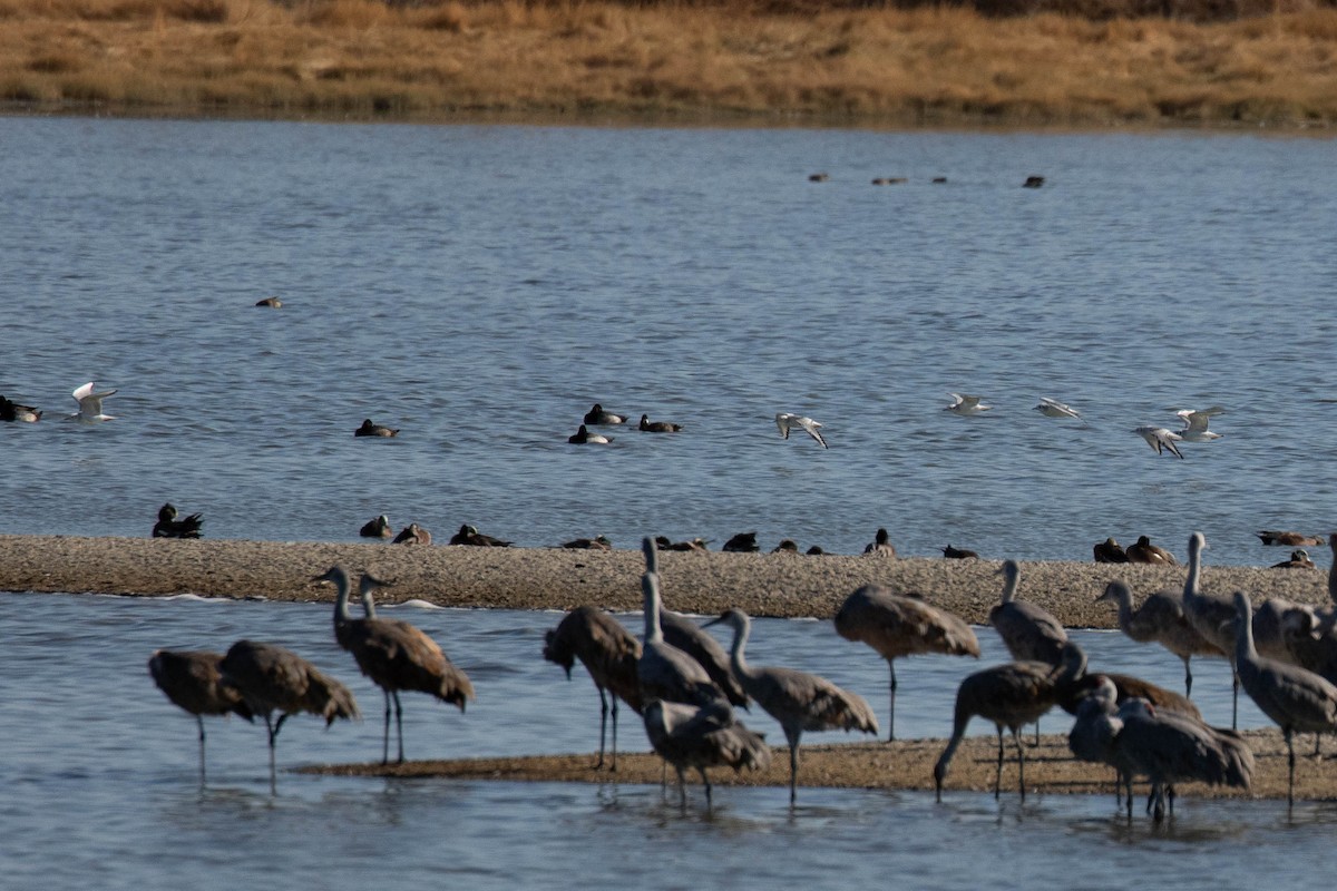 Bonaparte's Gull - ML611148851
