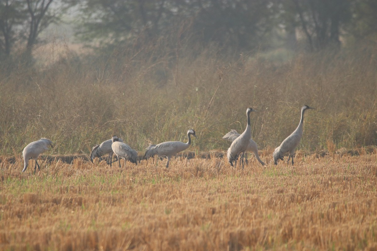 Common Crane - Vignesh Bhat