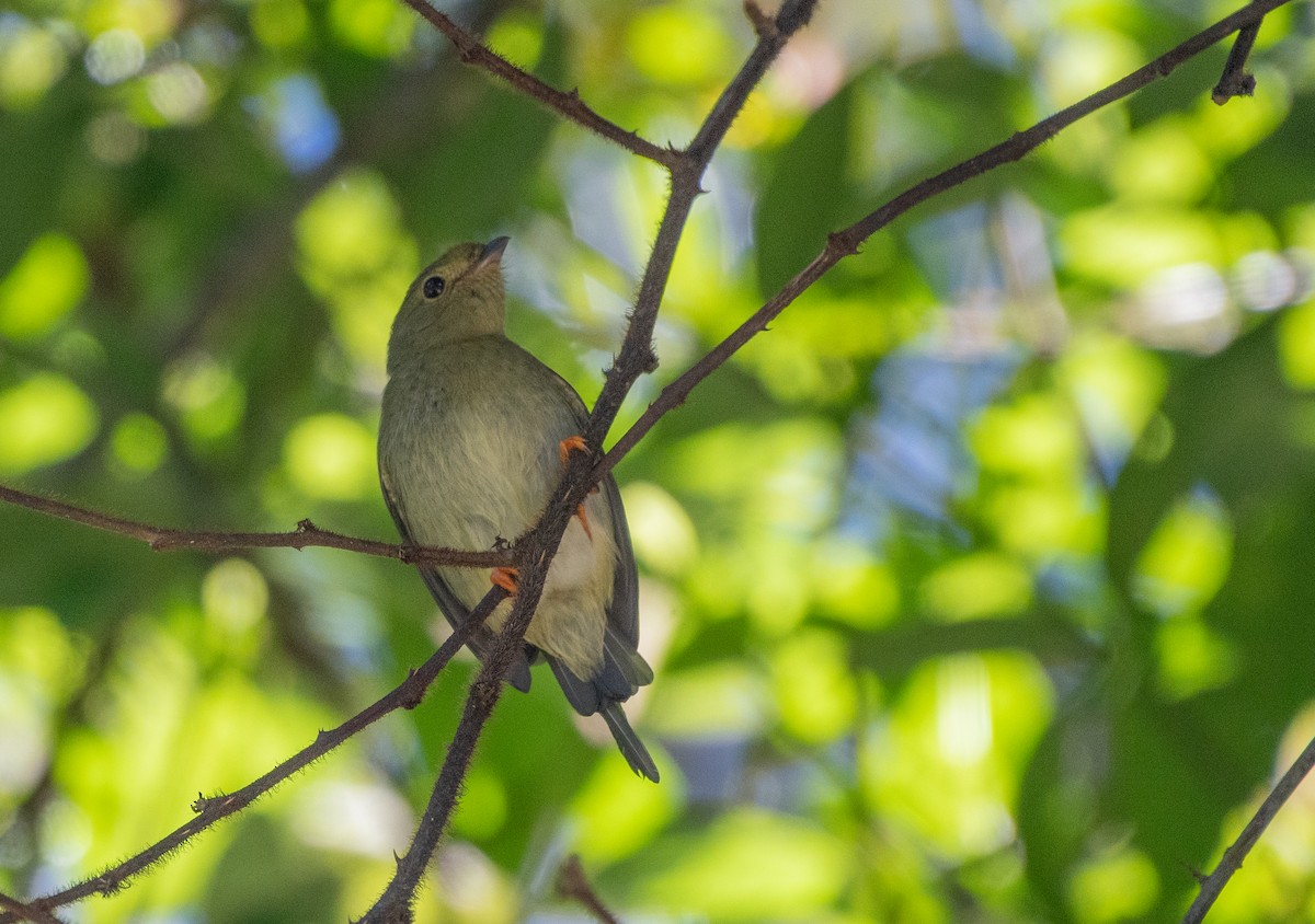 Long-tailed Manakin - ML611148981