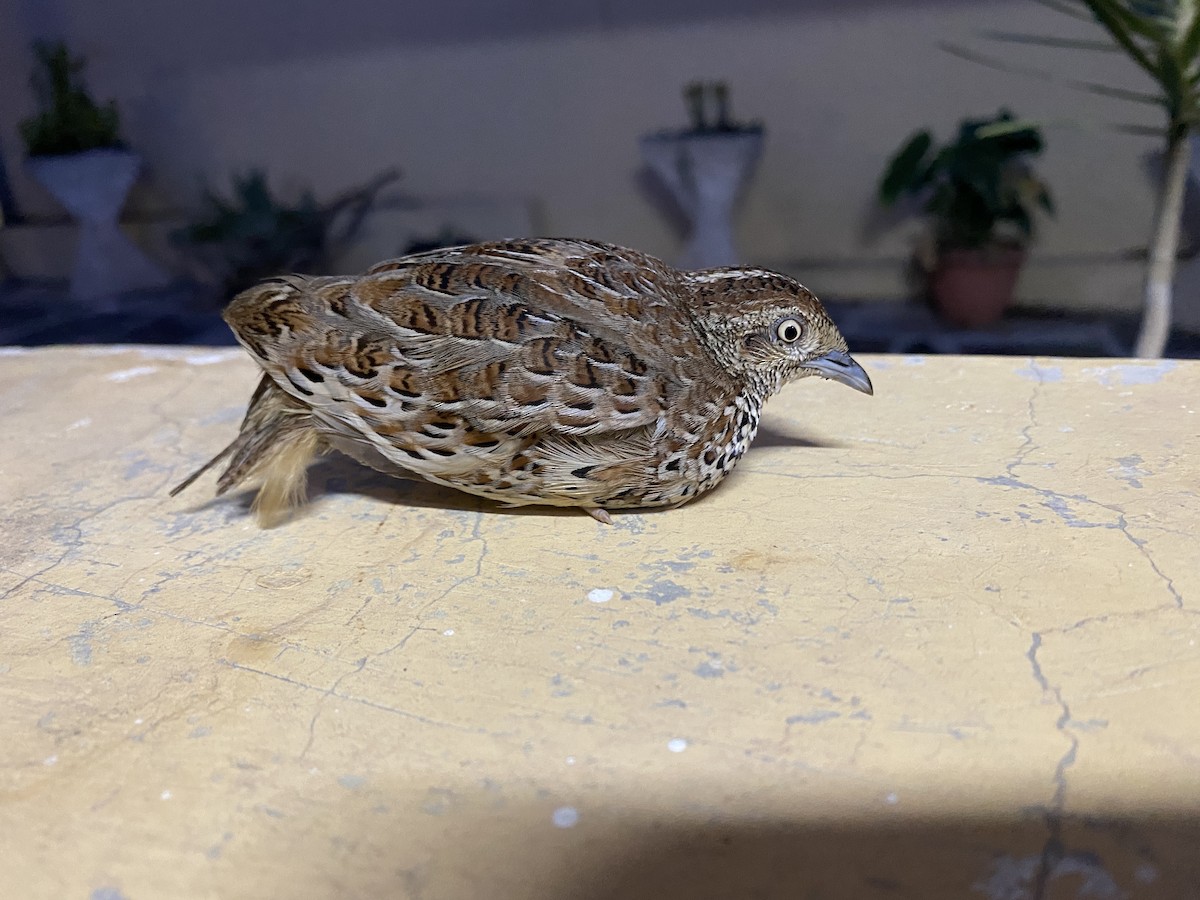 Small Buttonquail - Beau Shroyer