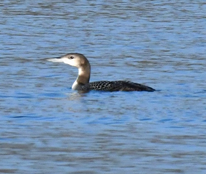 Plongeon huard - ML611149088