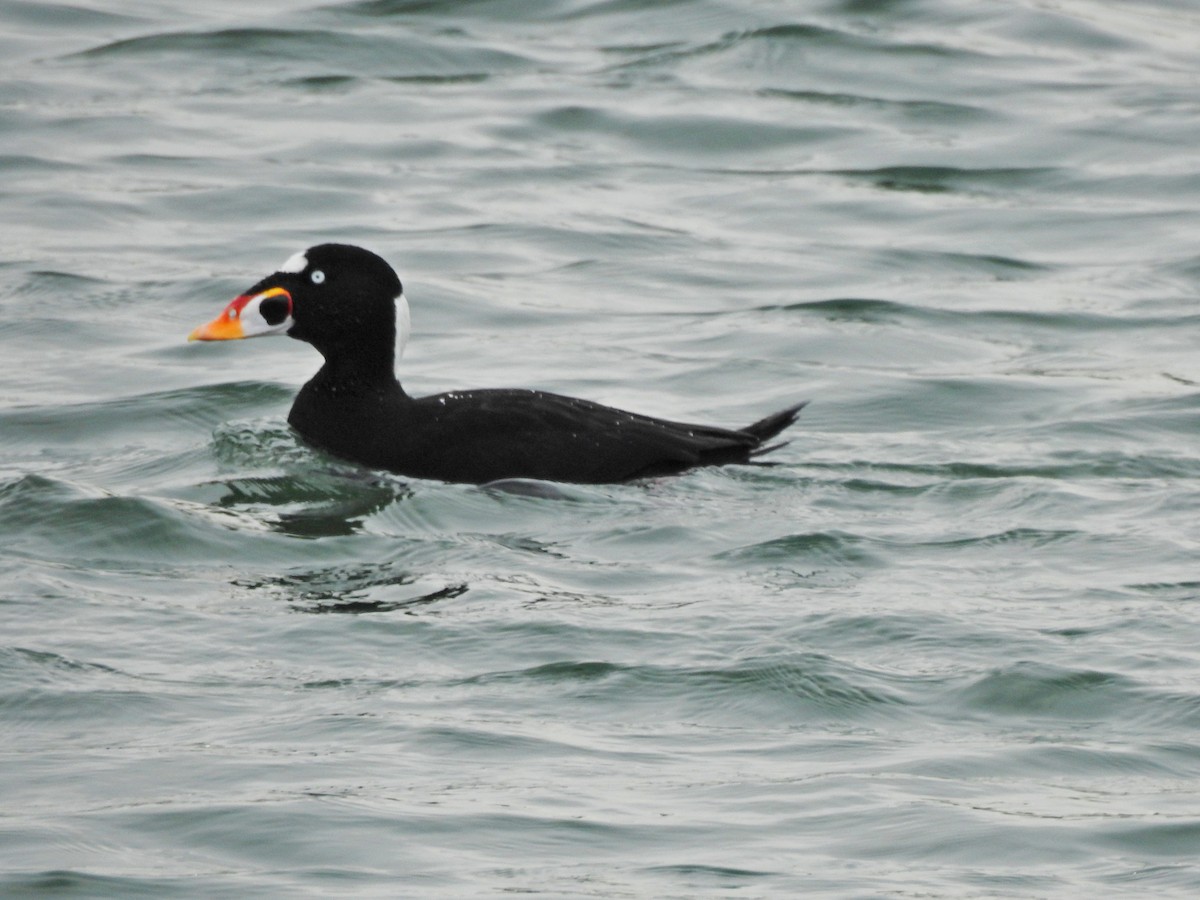 Surf Scoter - ML611149254