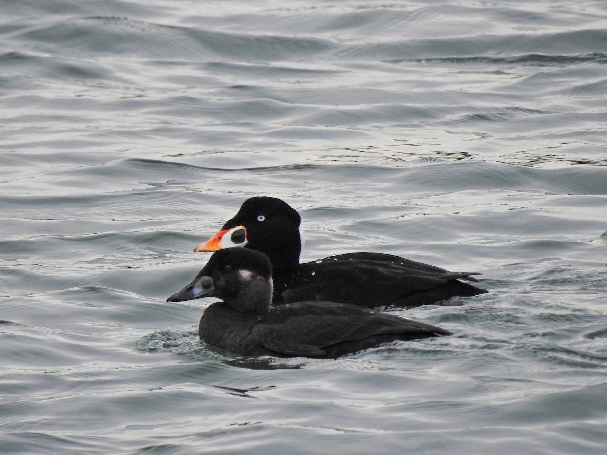 Surf Scoter - ML611149258