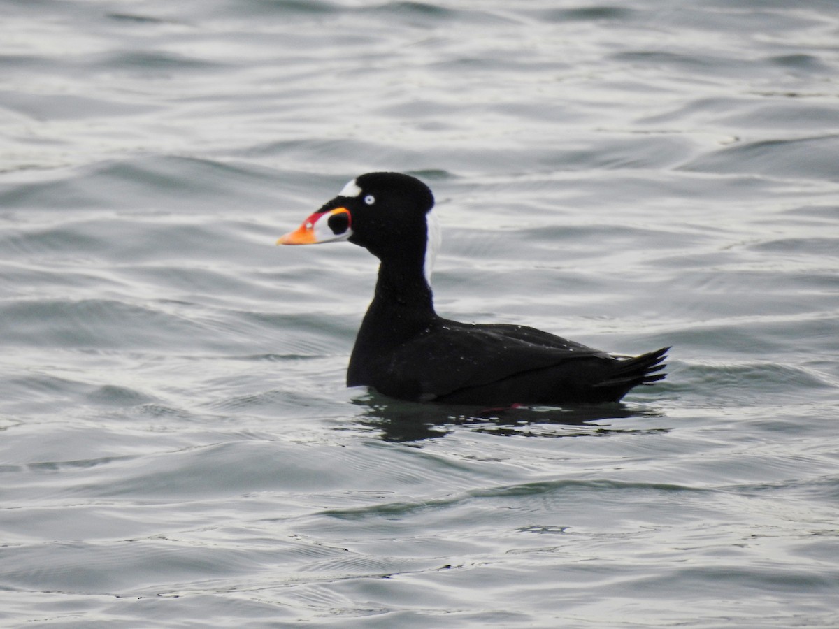 Surf Scoter - ML611149259