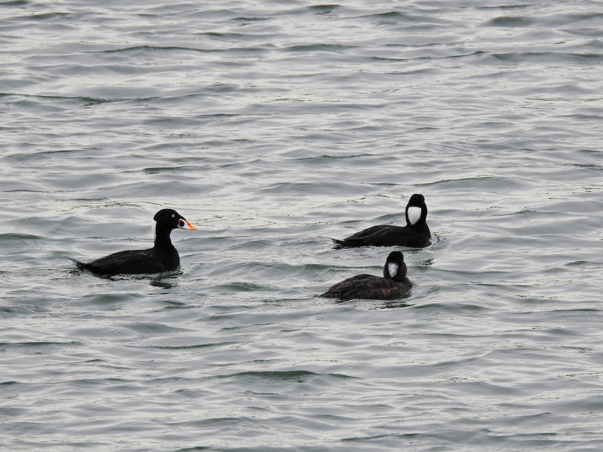 Surf Scoter - ML611149260