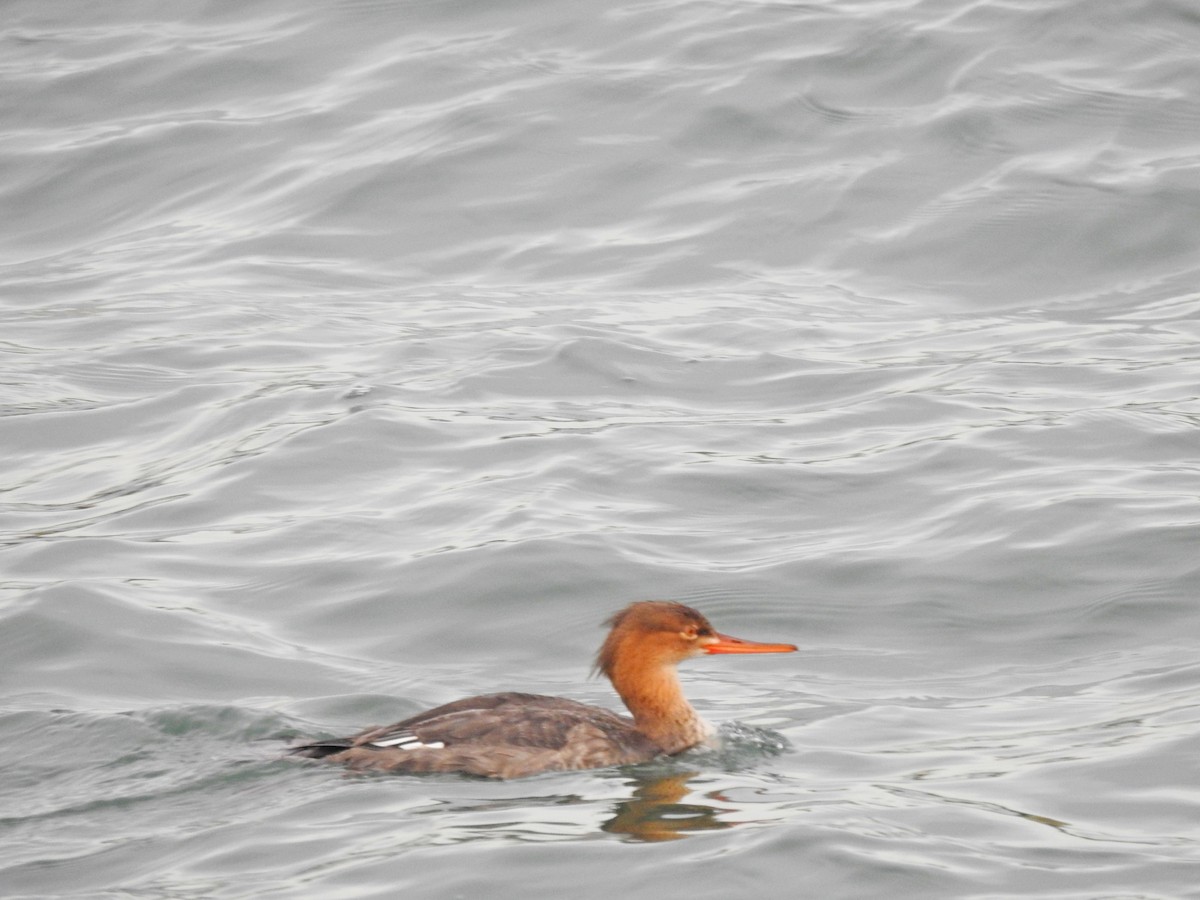 Red-breasted Merganser - ML611149266