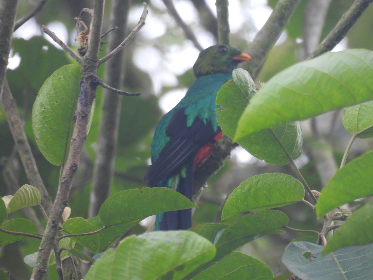 Golden-headed Quetzal - ML611149278