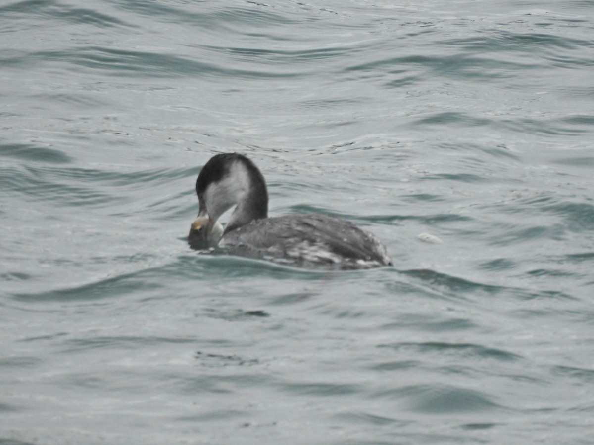 Western Grebe - ML611149290