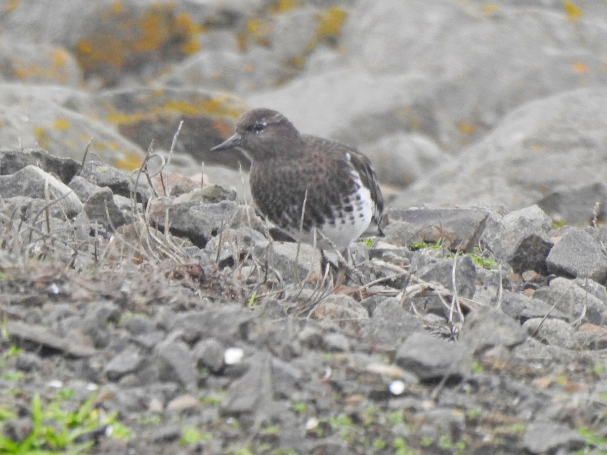 Black Turnstone - Bill Ypsilantis