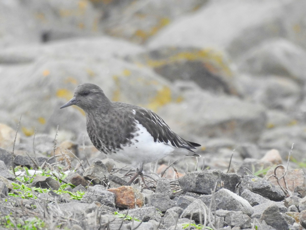 Black Turnstone - ML611149303