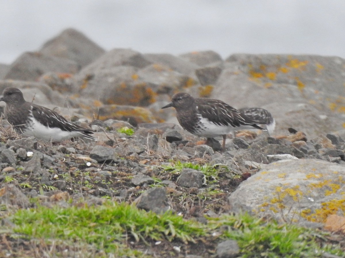 Black Turnstone - ML611149306