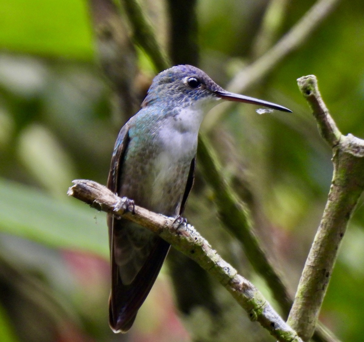 Azure-crowned Hummingbird (Azure-crowned) - Dana Cox