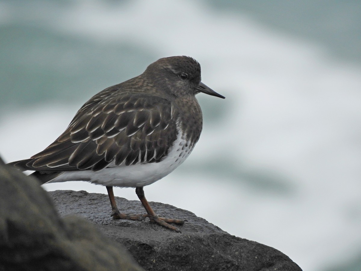 Black Turnstone - ML611149320