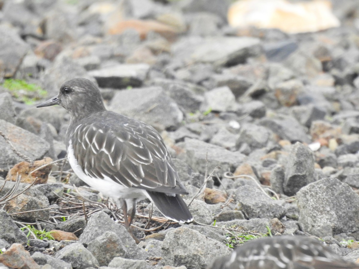 Black Turnstone - ML611149322