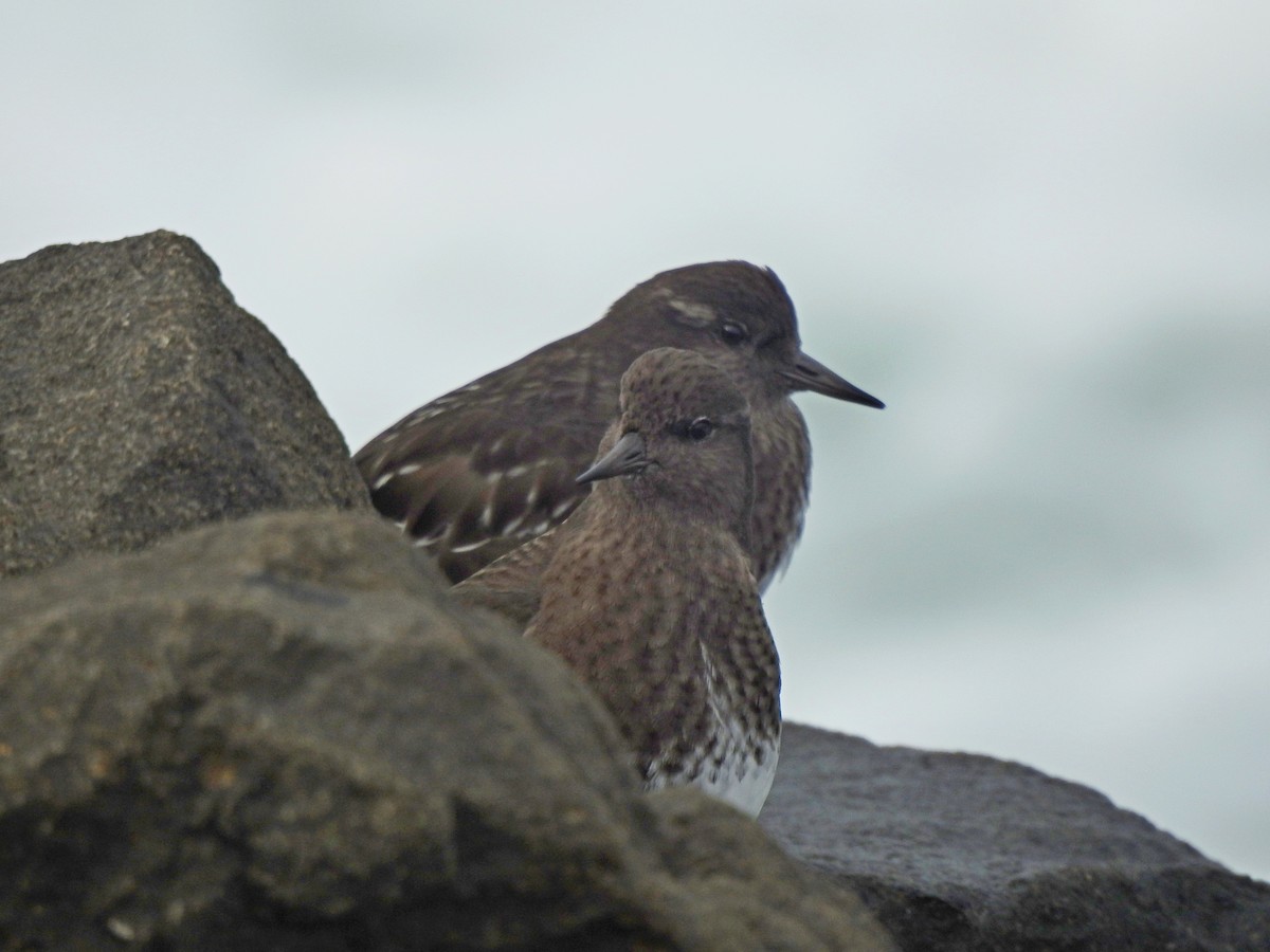 Black Turnstone - ML611149324