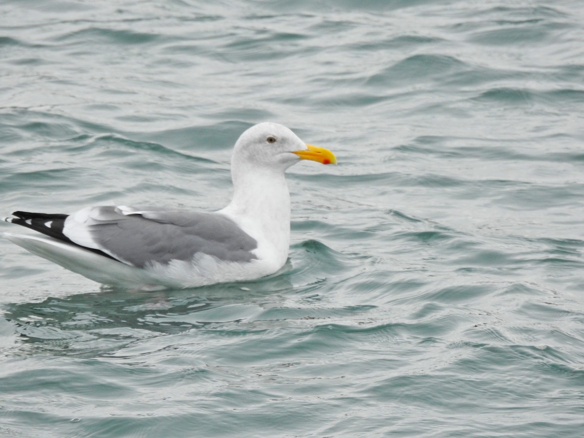 Western Gull - ML611149328