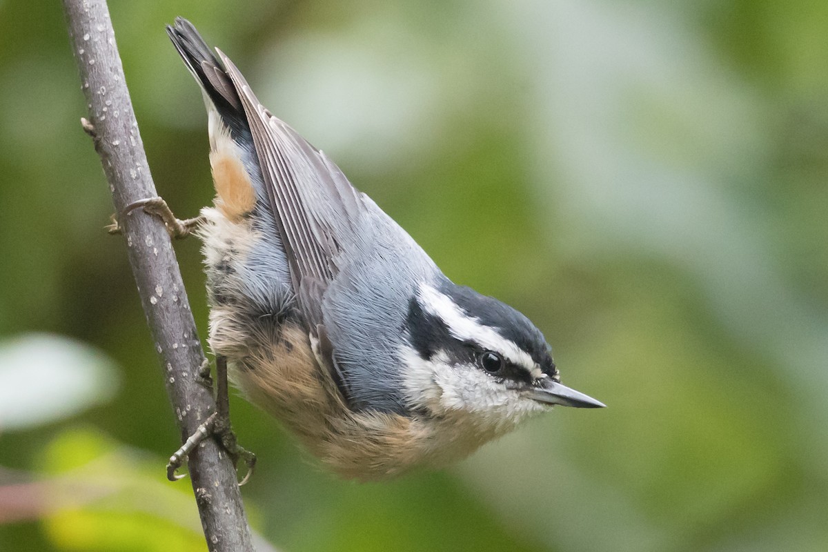 Red-breasted Nuthatch - County Lister Brendan