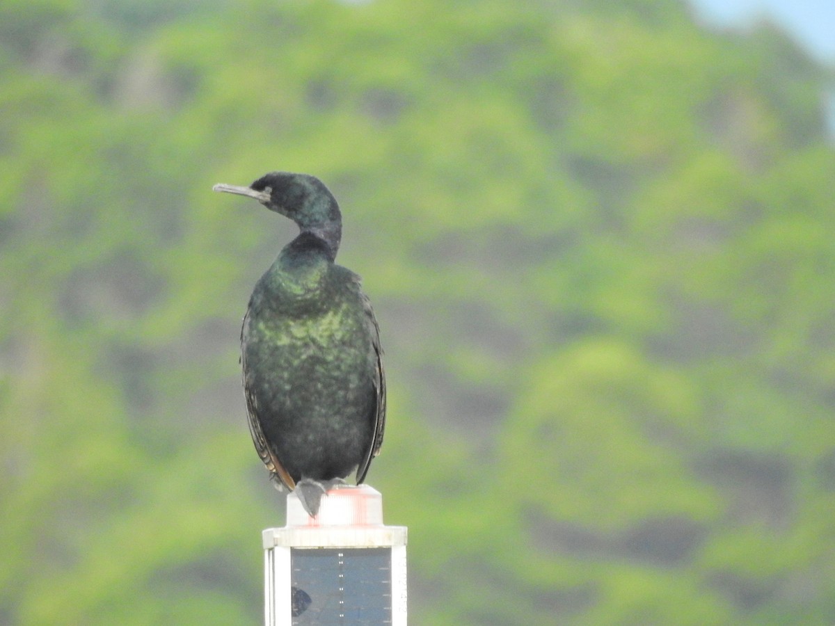 Cormorán Pelágico - ML611149388